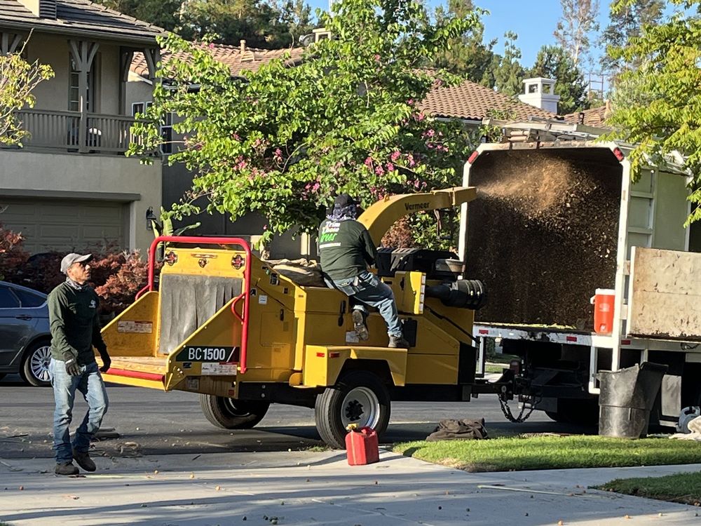 My Tree Experts