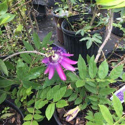 Springfield Nursery Nurseries Gardening 1139 Transmitter Rd Photo Of Springfield Nursery Panama City Fl United States
