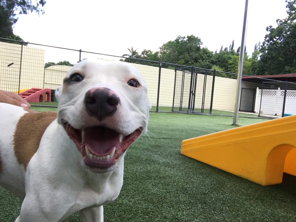 Pet Paradise 30 Photos & 10 Reviews Pet Boarding/Pet Sitting