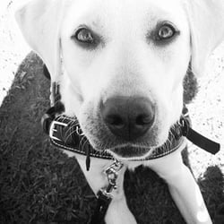 Little Angels Service Dogs Reviews Little Angels Service Dogs Reviews