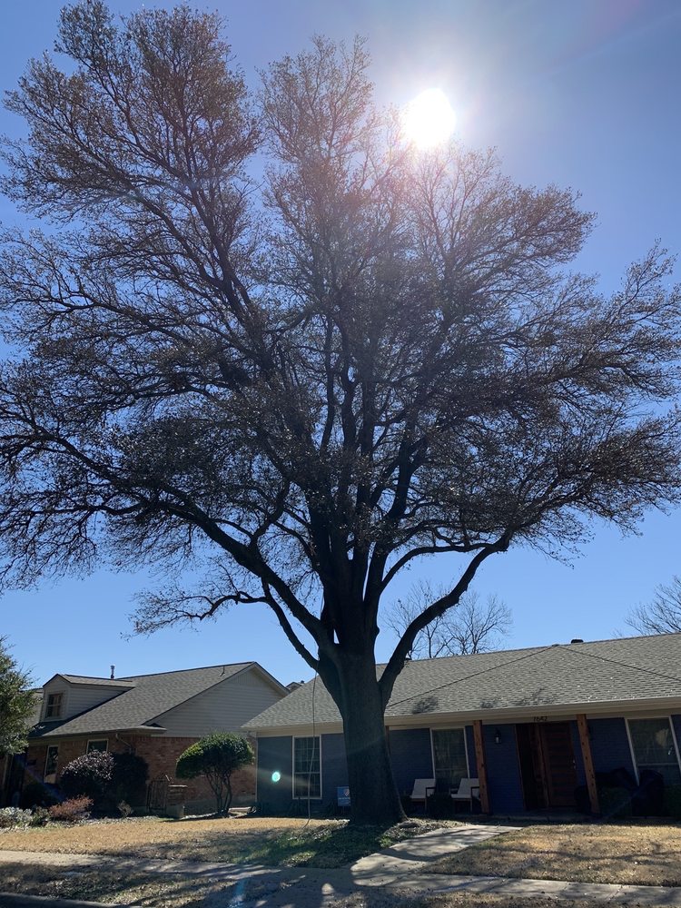 Cardinal Tree Services