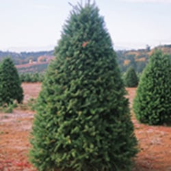 valley view christmas tree farms christmas trees 4445 valley view christmas tree farms christmas trees 4445
