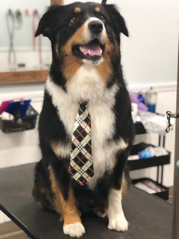 Wet Paws Dog Grooming