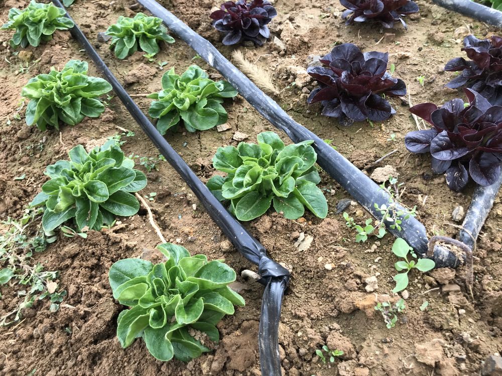 Earth Spring Farm