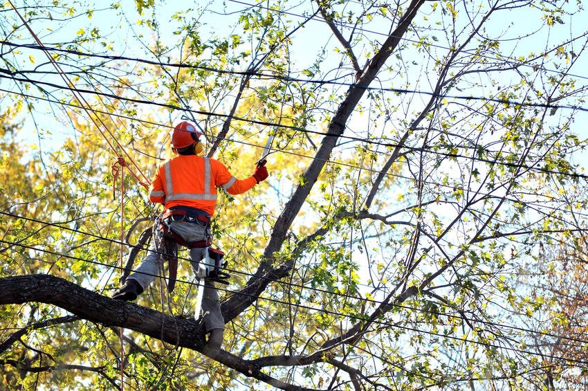 Sun Country Tree Service