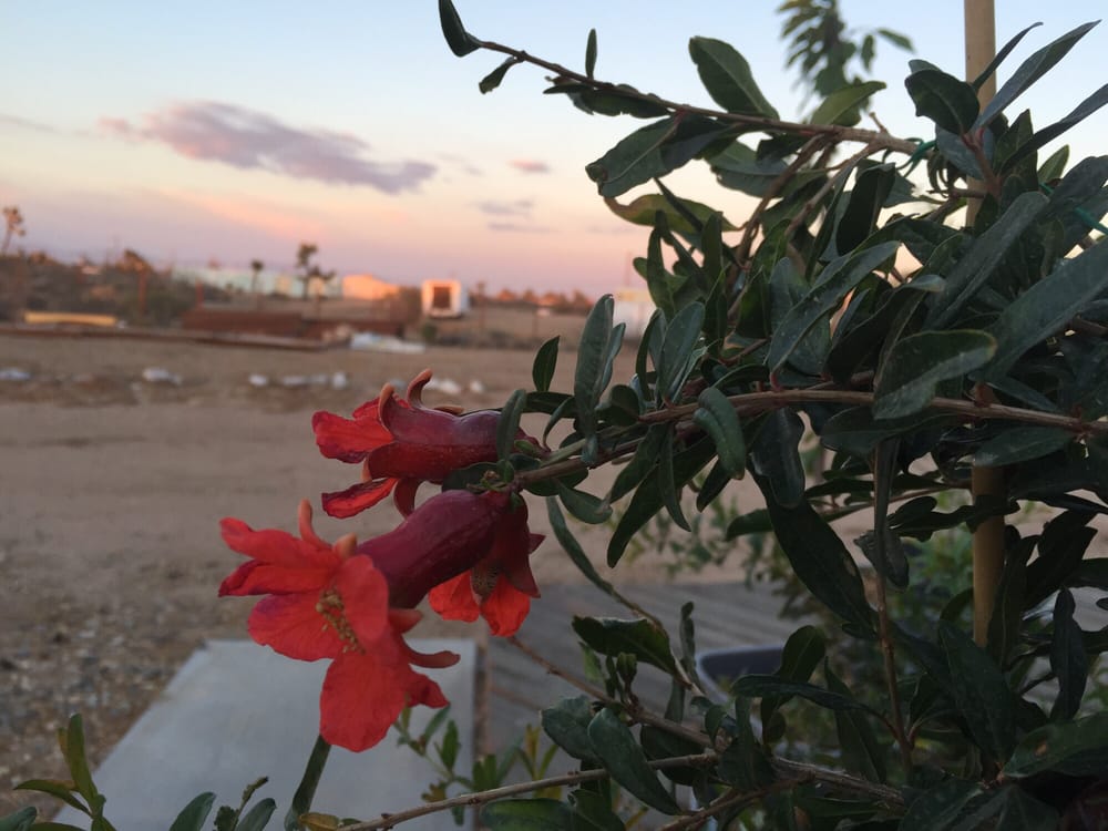 Sahara Nursery