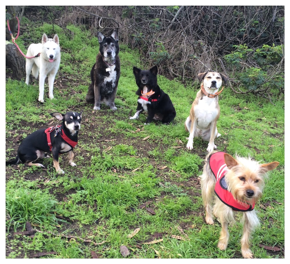 abc puppy abc dogs 27 photos 18 reviews walkers laurel heights san francisco ca abc puppy abc dogs 27 photos 18 reviews walkers laurel heights san francisco ca