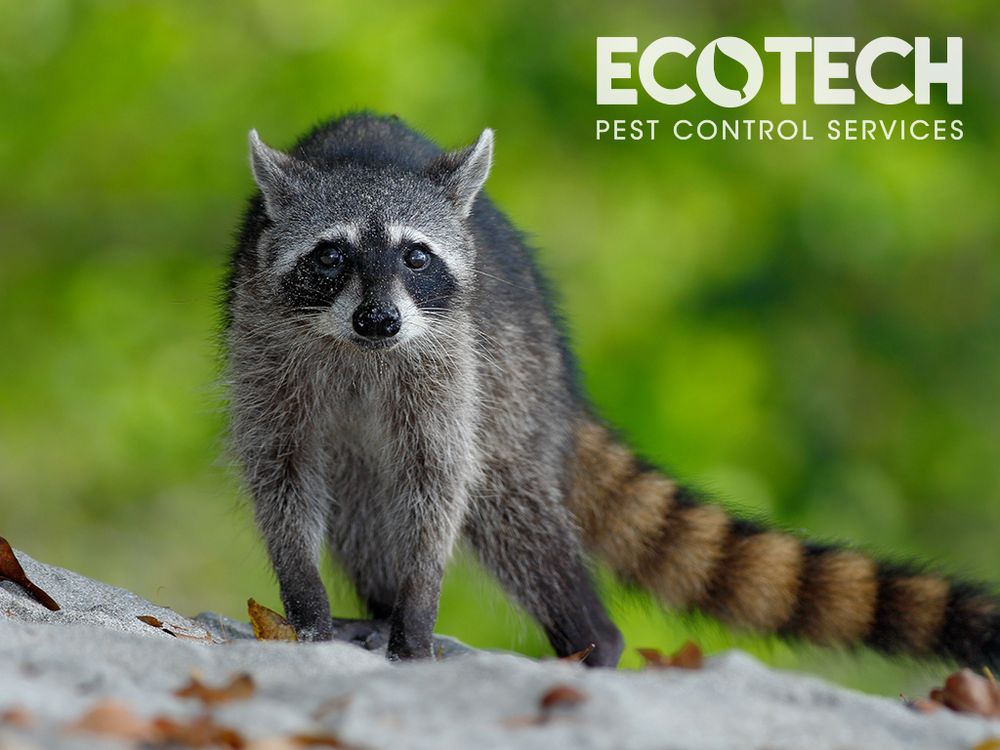 EcoTech Pest Control Services