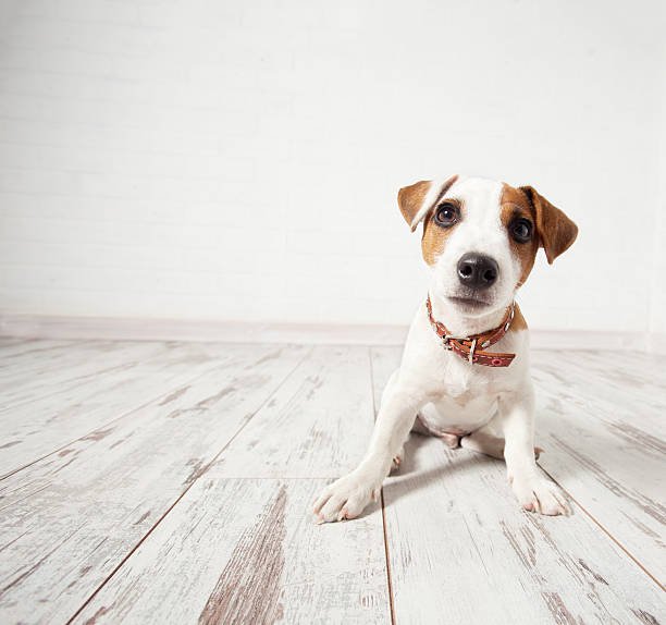 image of business Temple Johnson Flooring