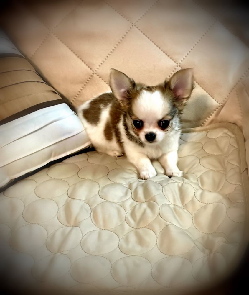 Chihuahuas Wee Love