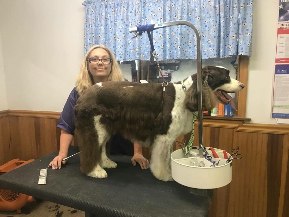 Ellie’s Grooming 45 Photos Pet Groomers 85 Marshall Hill Rd, West