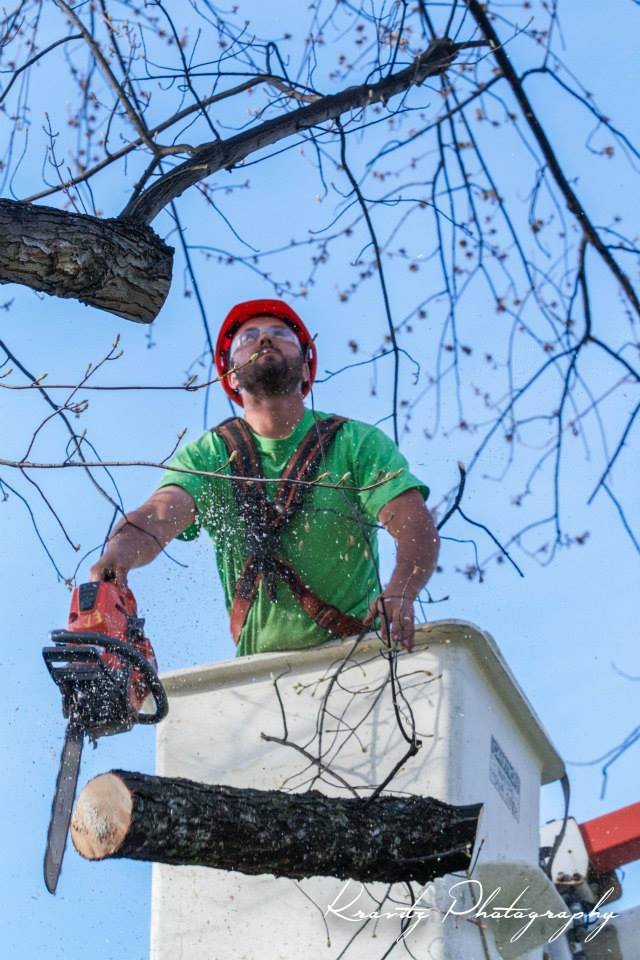 Maple Springs Tree Service