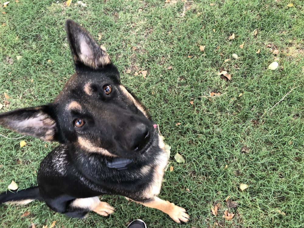 dog training tulsa dog training tulsa
