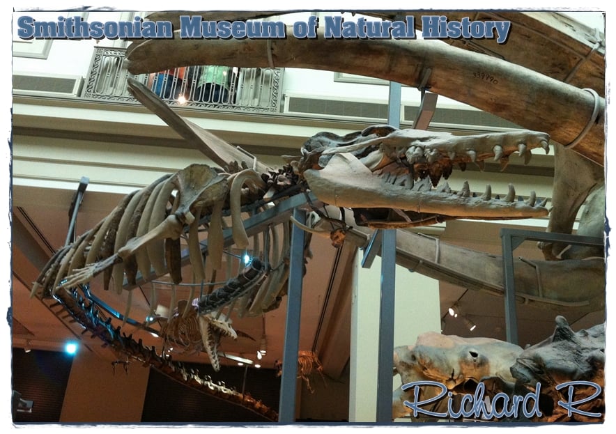 Natural History Museum Dc Phone Number Natural History Museum Dc Phone Number