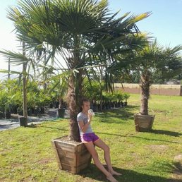 Oregon Palm Nursery Nurseries Gardening 10789 Crosby Rd Ne Photo Of Oregon Palm Nursery Woodburn Or United States