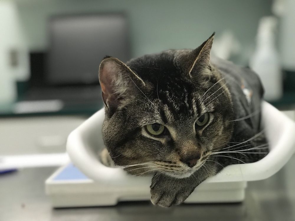 Columbia Pike Animal Hospital