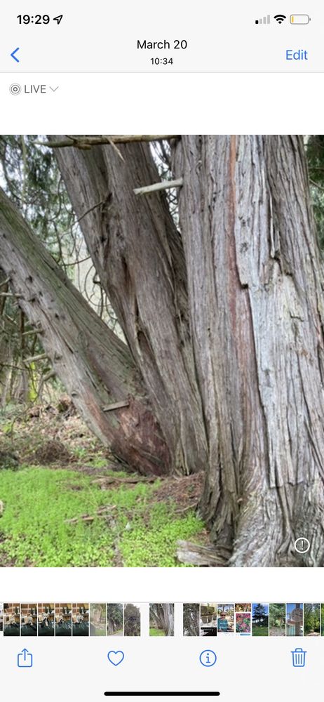 Black Diamond Tree Service