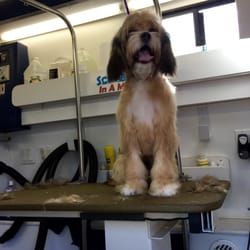 dog grooming el paso dog grooming el paso