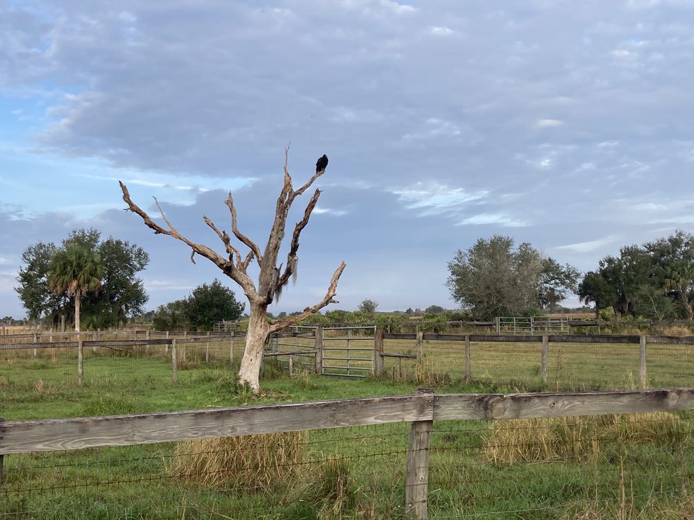 Kissimmee Prairie Preserve State Park Image