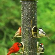 asheville wild birds unlimited pet stores 10 crispin asheville wild birds unlimited pet stores 10 crispin