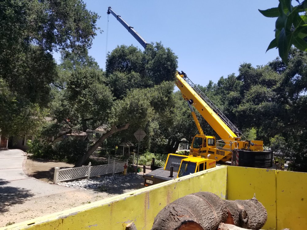 Steven's Tree Experts Inc