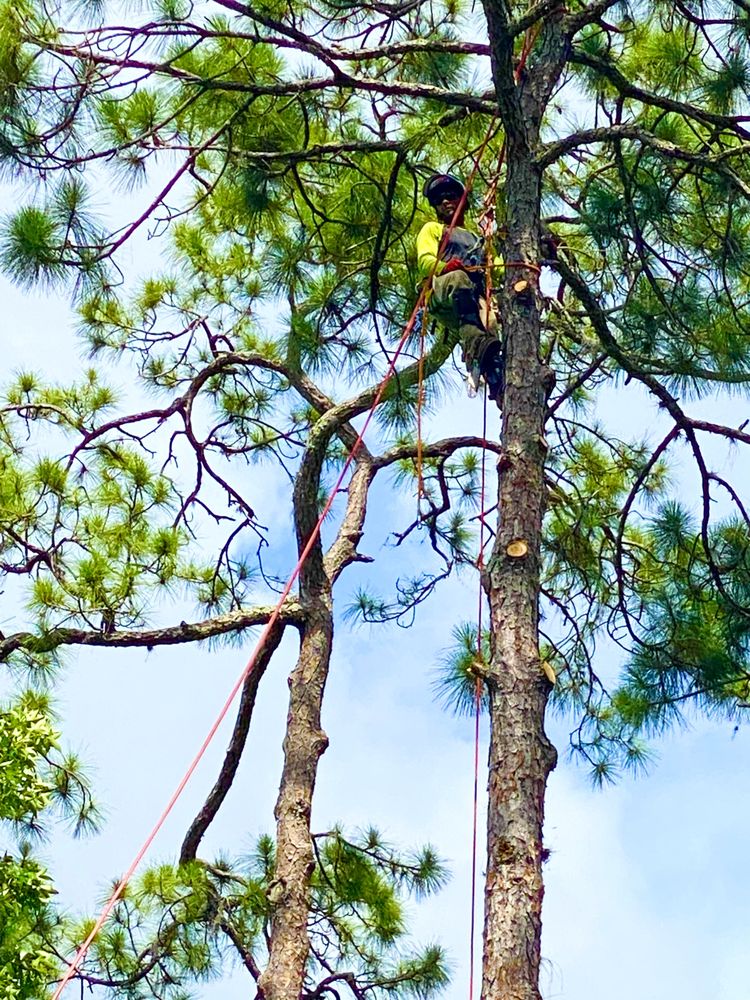 Sanders Precision Tree Service