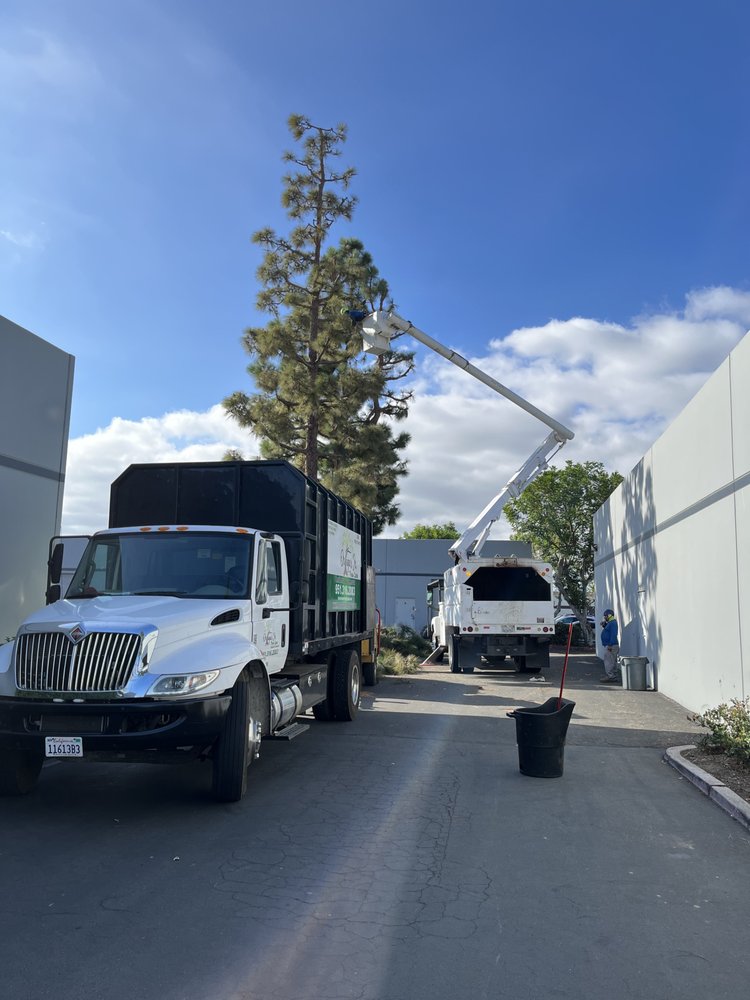 Ortega's Jr Tree Service