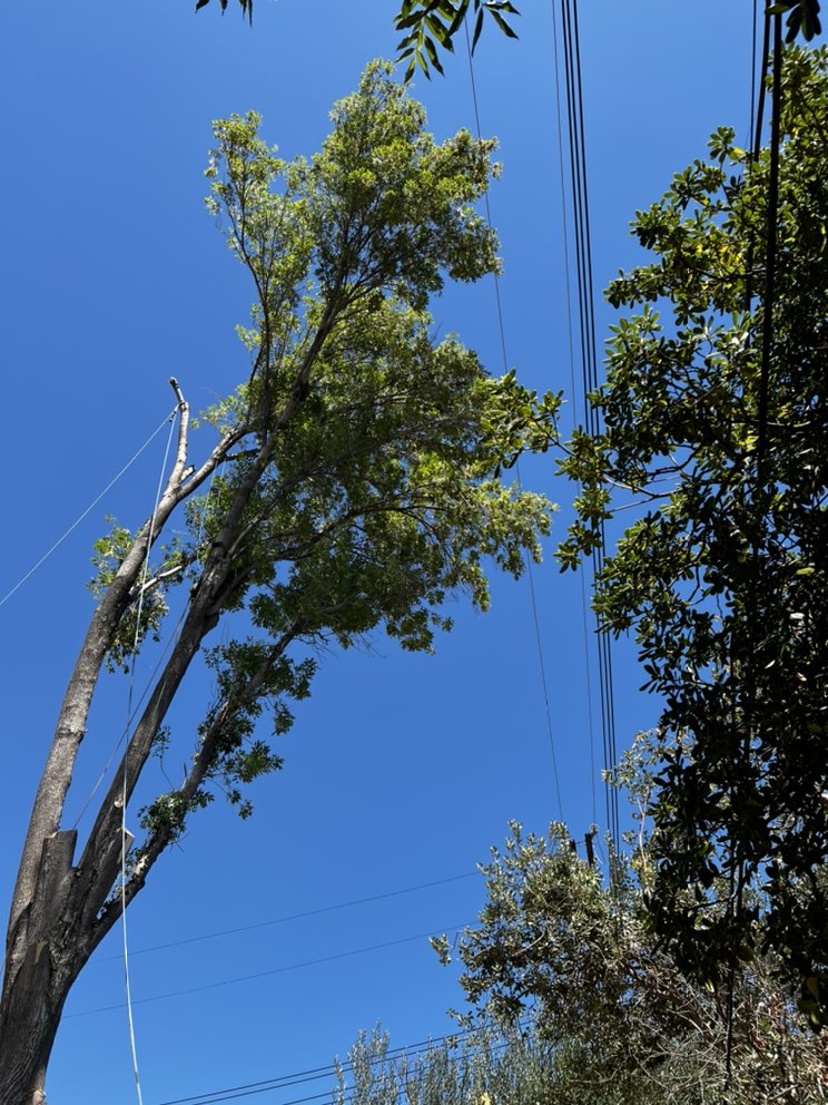 JLG Landscaping & Tree Service