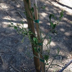 Western Tree Nursery Nurseries Gardening 3873 Hecker P Hwy Photo Of Western Tree Nursery Gilroy Ca United States Sad Looking Orange