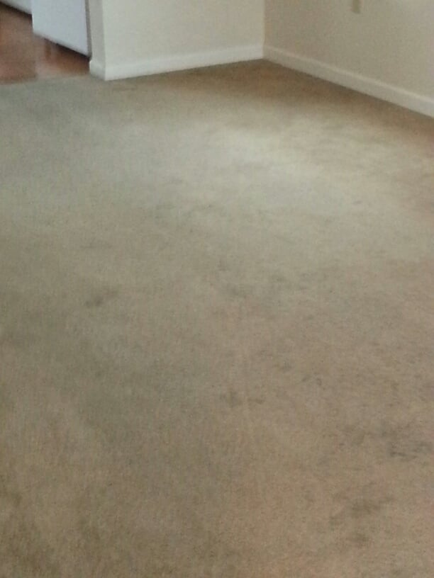 Schappel's Professional Carpet & Upholstery Cleaning