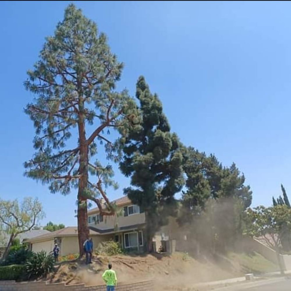 Reys Tree Service
