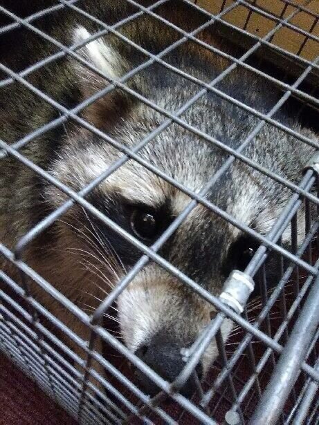 Wildman Wildlife Solutions
