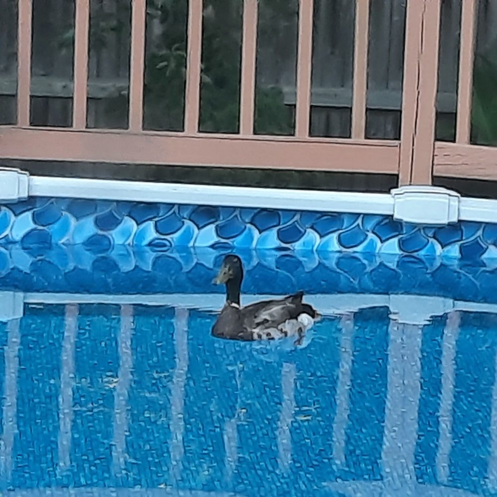 Ahoy Pool & Lawn Services