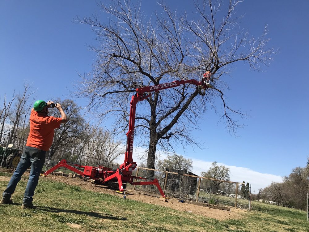 Lovell Tree Service