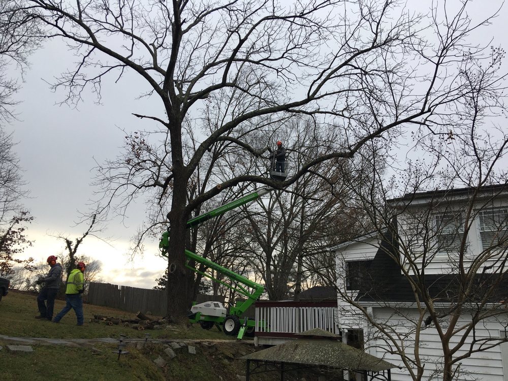 L & T Tree Service