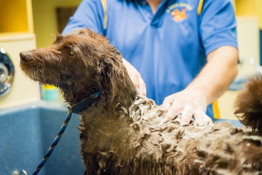 A Dog’s Day Out Springfield 13 Photos & 14 Reviews Pet Groomers 5425B Port Royal Rd