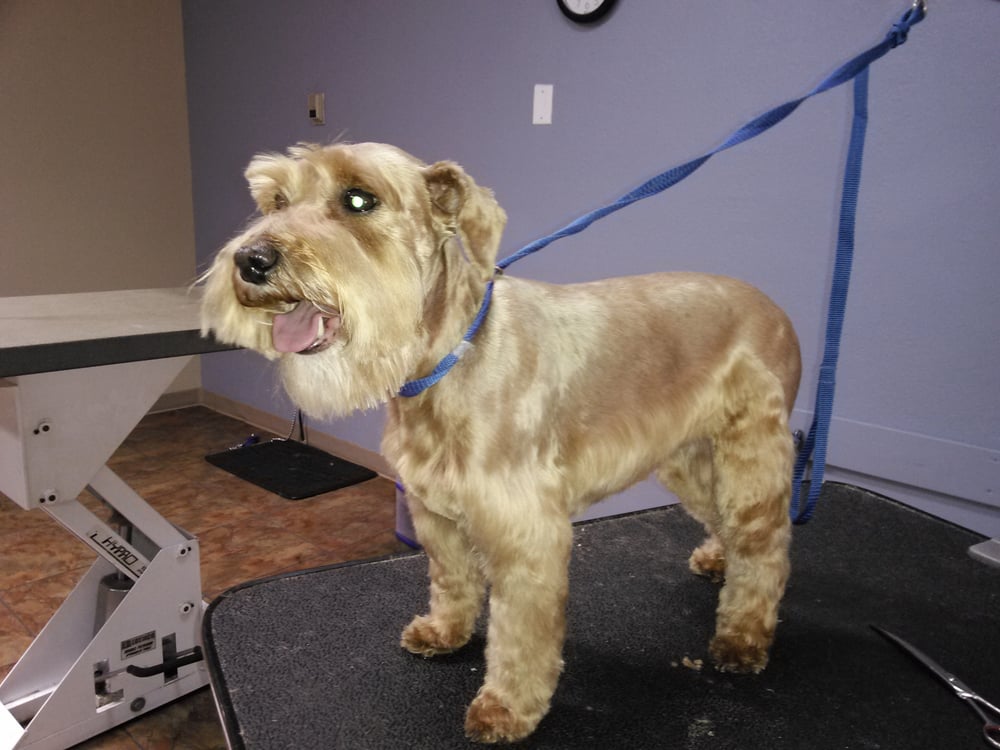 Furtastic Grooming 12 Reviews Pet Groomers 3107 Eubank Blvd NE