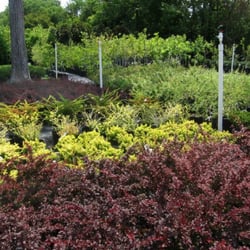 Southbranch Nursery Nurseries Gardening 2991 S Church St Photo Of Southbranch Nursery Murfreesboro Tn United States