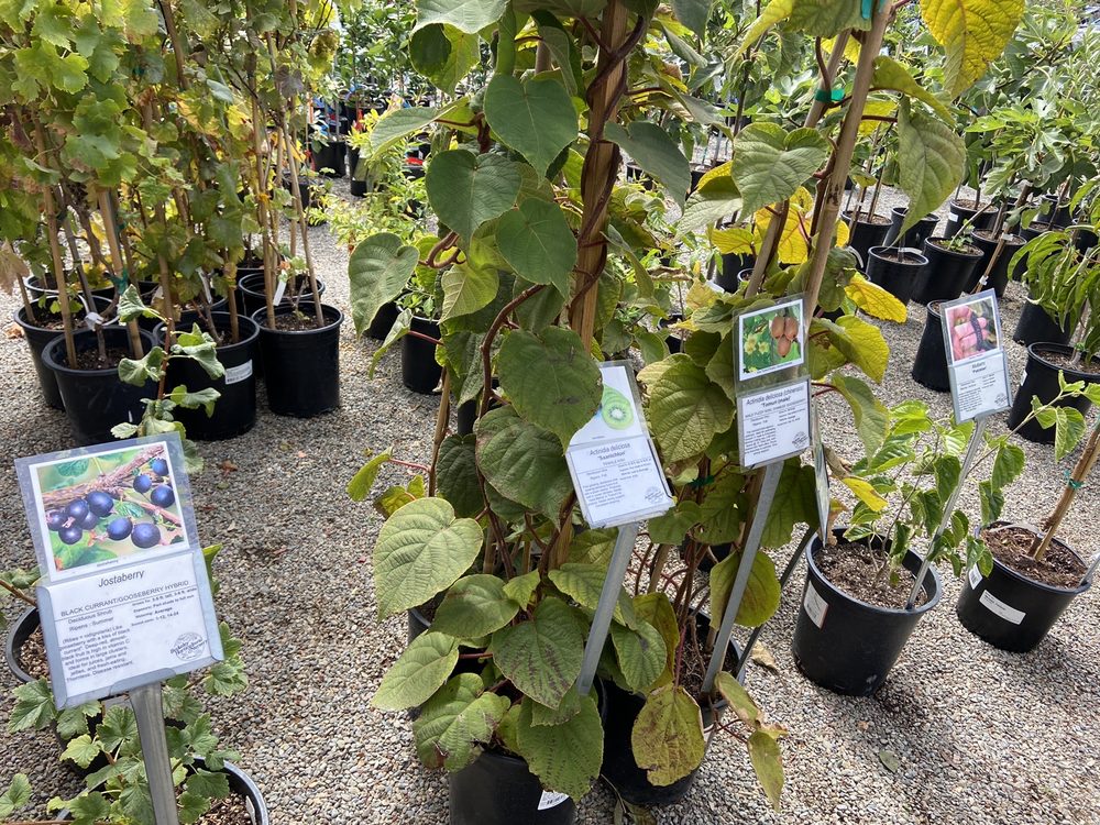 Berkeley Horticultural Nursery