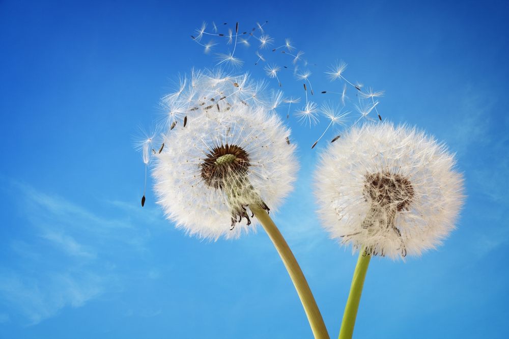 image of business Allergy Specialists of Knoxville