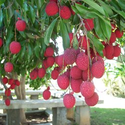 Bonita Creek Nursery 42 Photos 19 Reviews Nurseries Photo Of Bonita Creek Nursery Ca United States Brewster Lychee