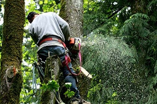 J&L Tree Service