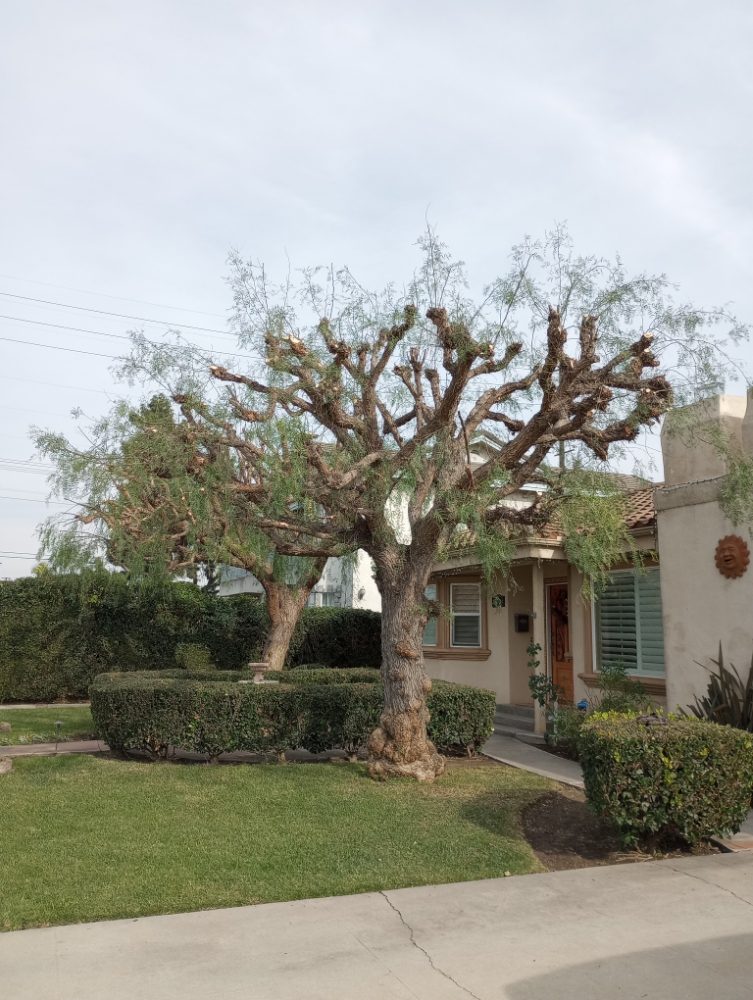 Your Price Tree Services