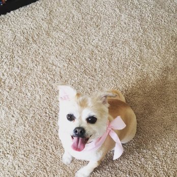 Dilworth Dog Grooming - 14 Reviews - Pet Groomers - 2620 South Tryon St, Charlotte, NC - Phone Dilworth Dog Grooming - 14 Reviews - Pet Groomers - 2620 South Tryon St, Charlotte, NC - Phone