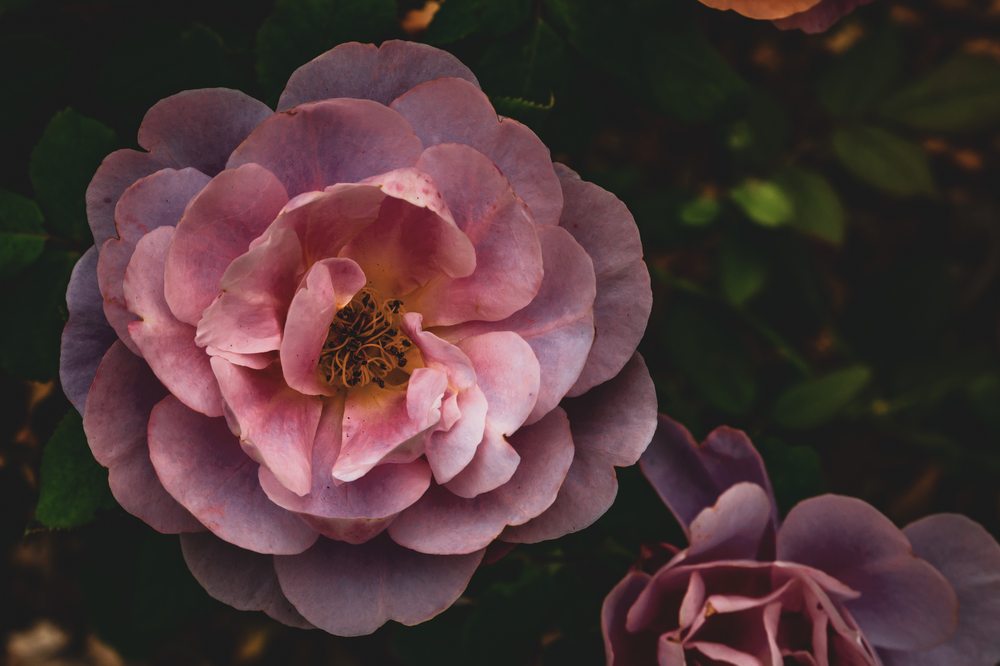 Natomas Rose Garden