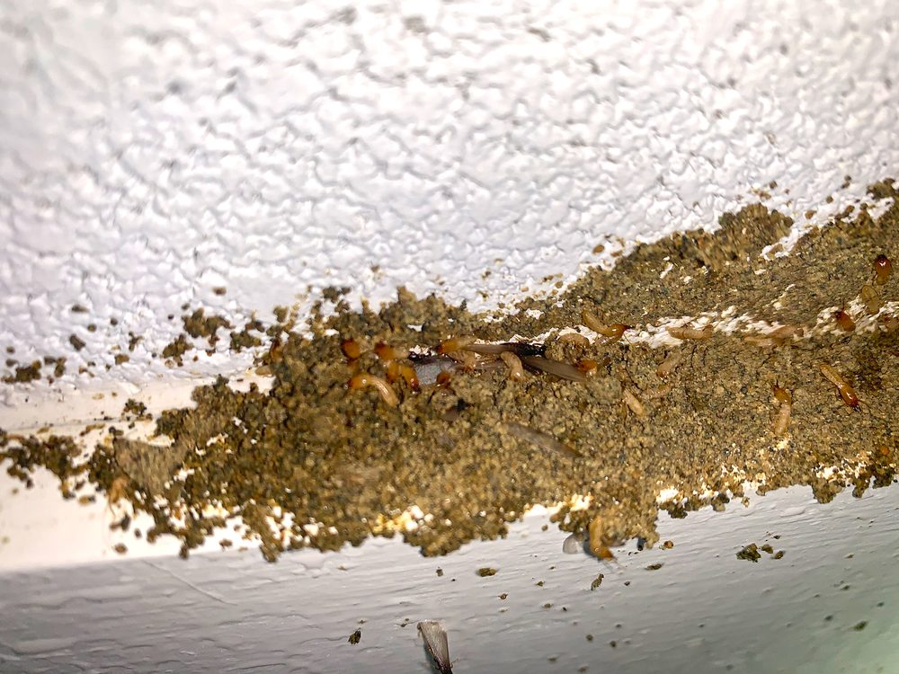 Cowleys Pest Services