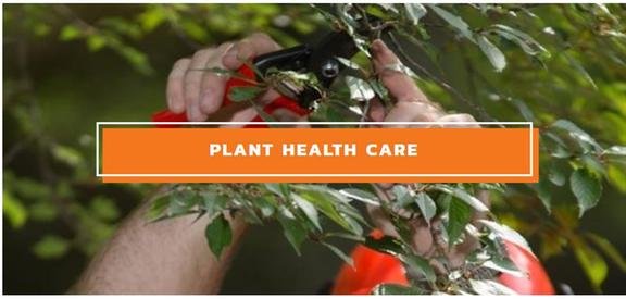 Monster Tree Service of South Bay