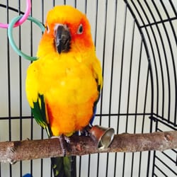 tropic island bird and pet supply 42 photos 17 reviews tropic island bird and pet supply 42 photos 17 reviews