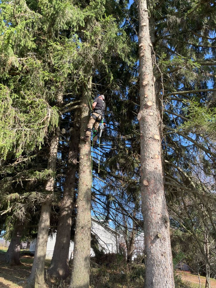 ProArbor Tree Services