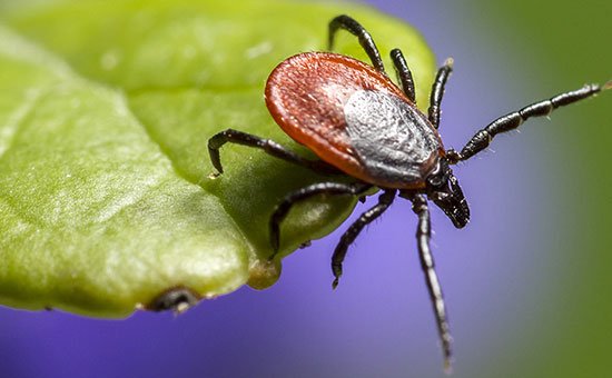 M.A.D. Exterminators
